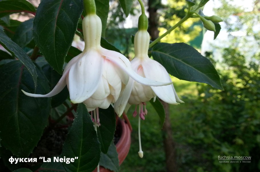 Фуксия белая ампельная