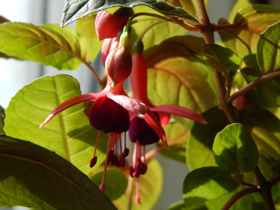 Фуксия Хабанеро