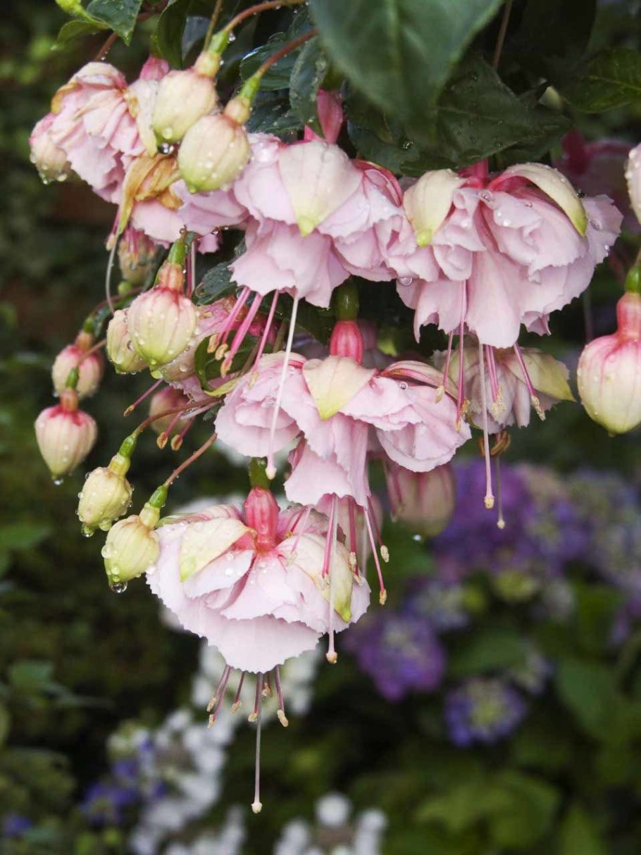 Фуксия Вайт Кинг