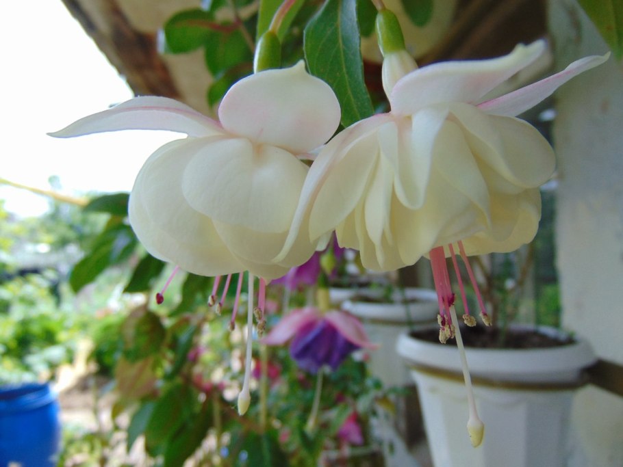 Фуксия Вайт Кинг