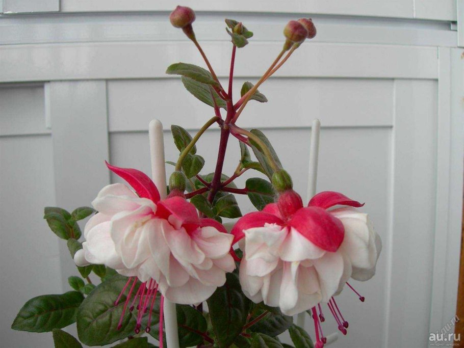 Фуксия Chantal