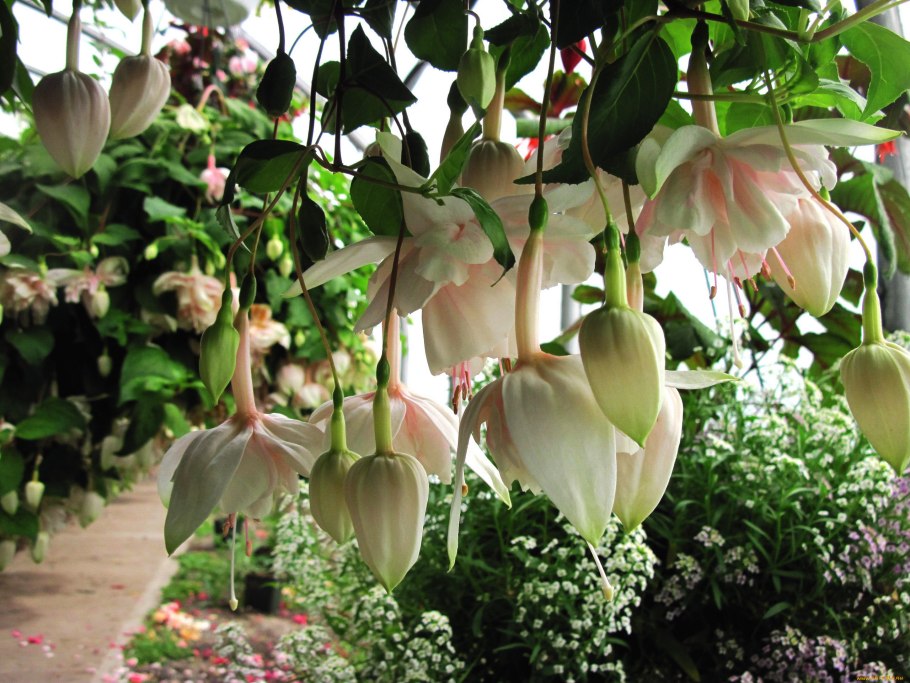 Фуксия Анабель