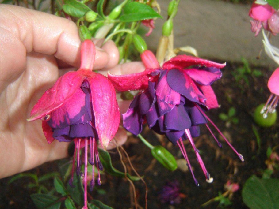 Фуксия Ballerina