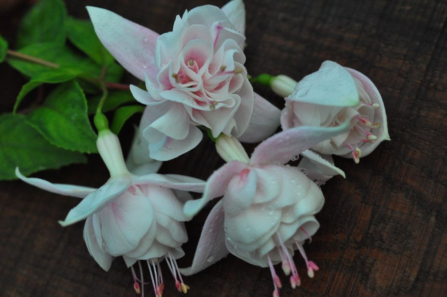 Фуксия штамбовая