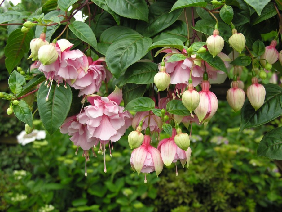 Фуксия Миллениум ампельная