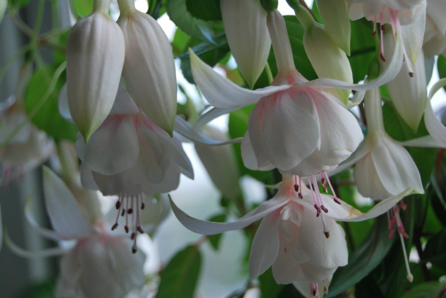 Цветок фуксия Анабель