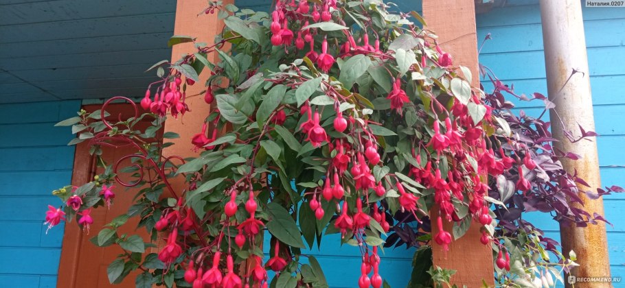 Фуксия магелланская (Fuchsia magellanica)