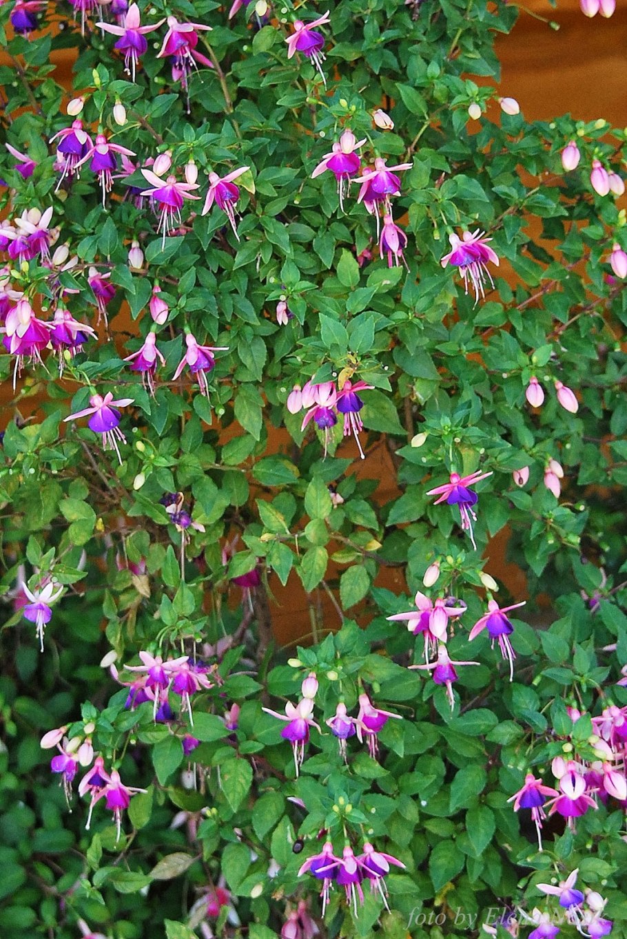 Фуксия дельтаз сара