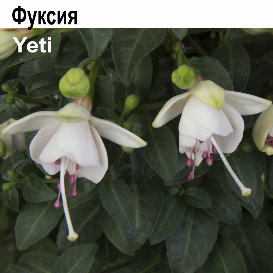 Фуксия Carla Knapen