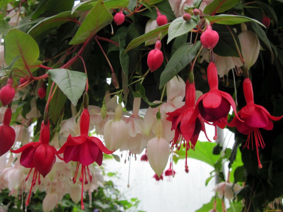 Фуксия grundlsee