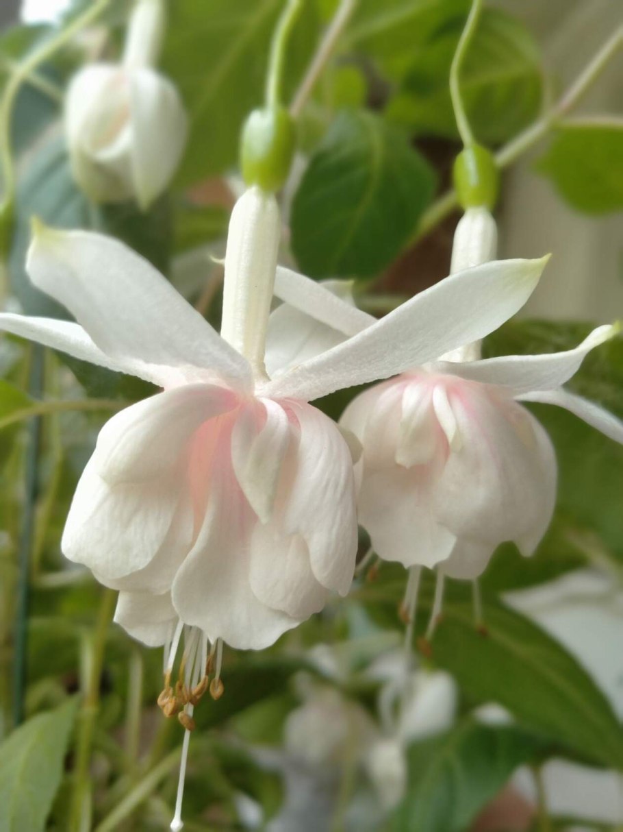 Фуксия Annabelle