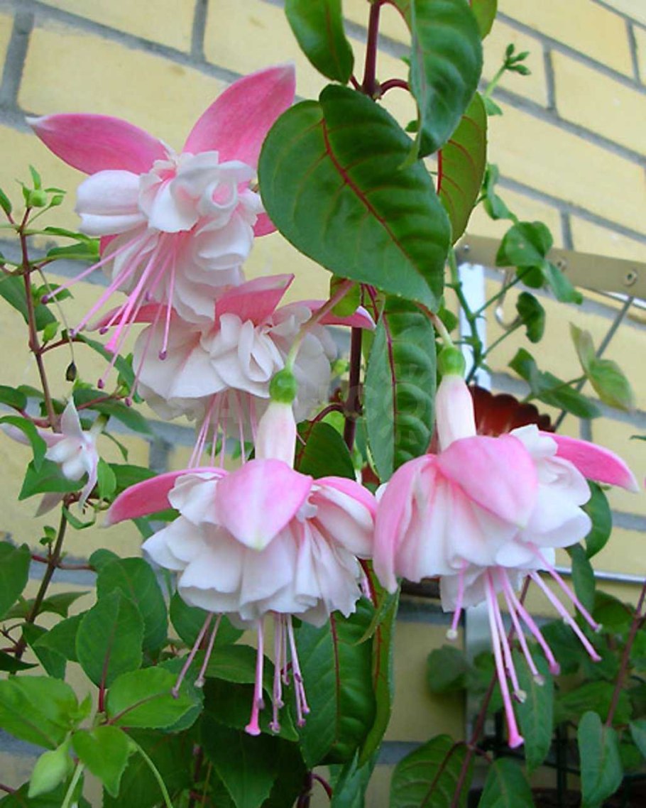 Фуксия Мисс Леокадия