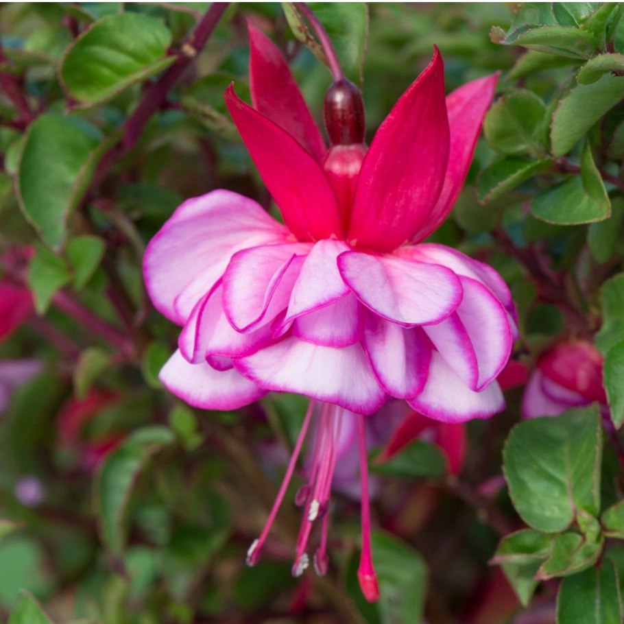 Штамбовая фуксия Анабель