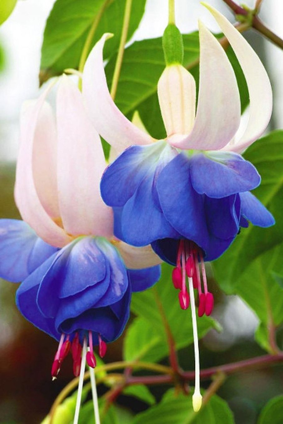 Фуксия Марбеллер Дабл Уайт