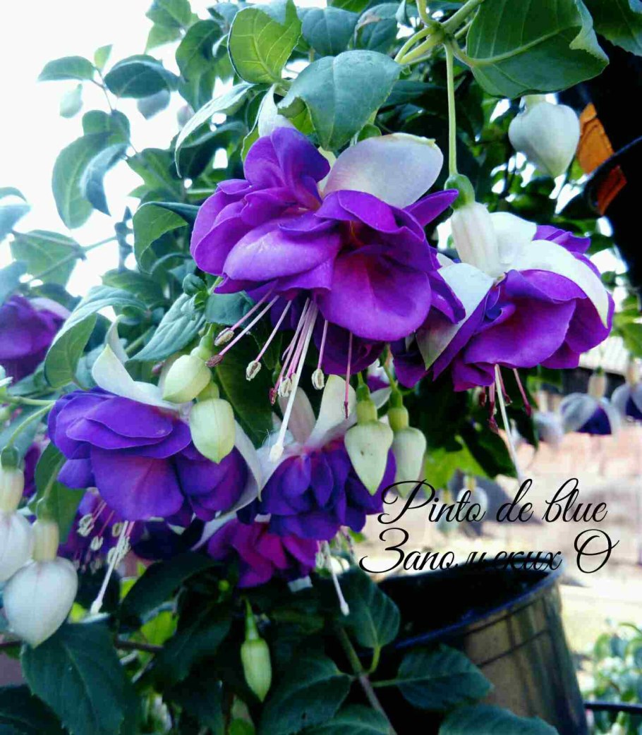 Фуксия Miss Leucadia