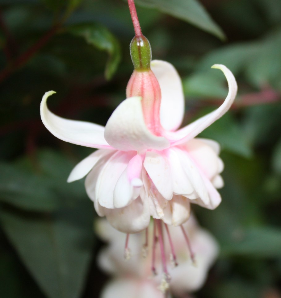 Цветок фуксия Анабель