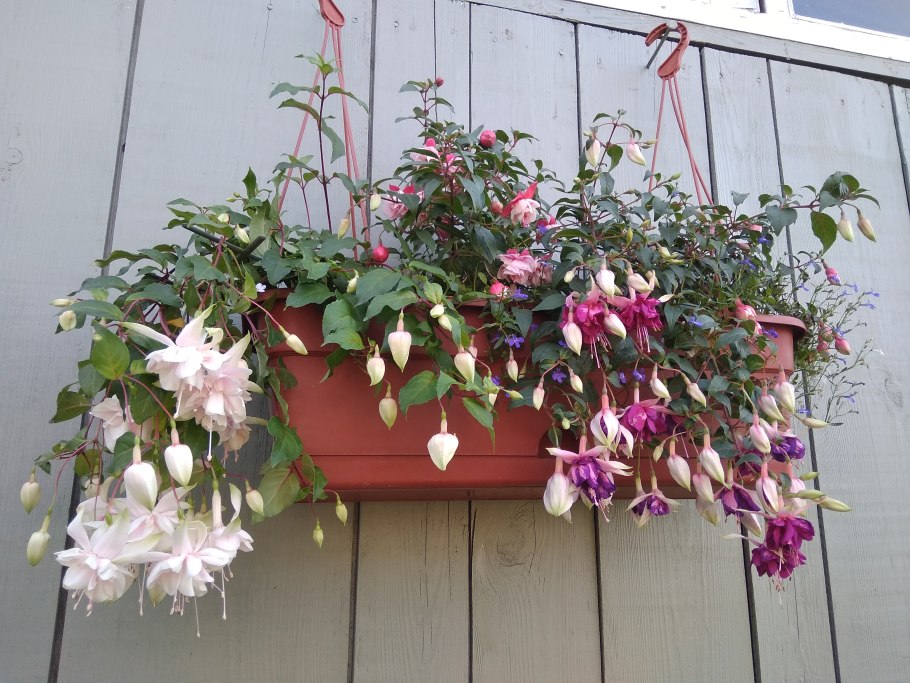 Harry Gray фуксия