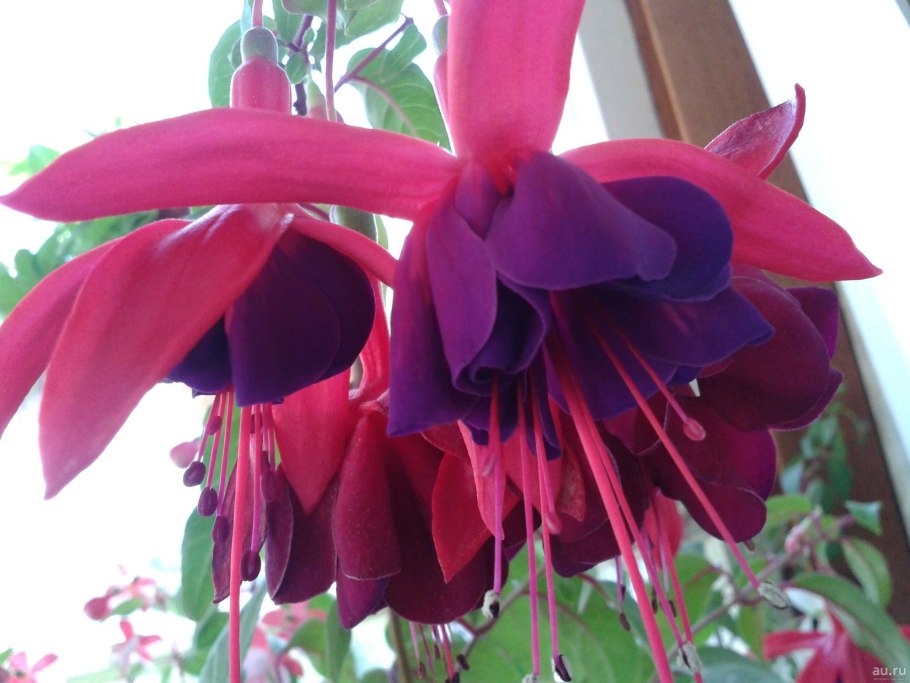 Фуксия вуду