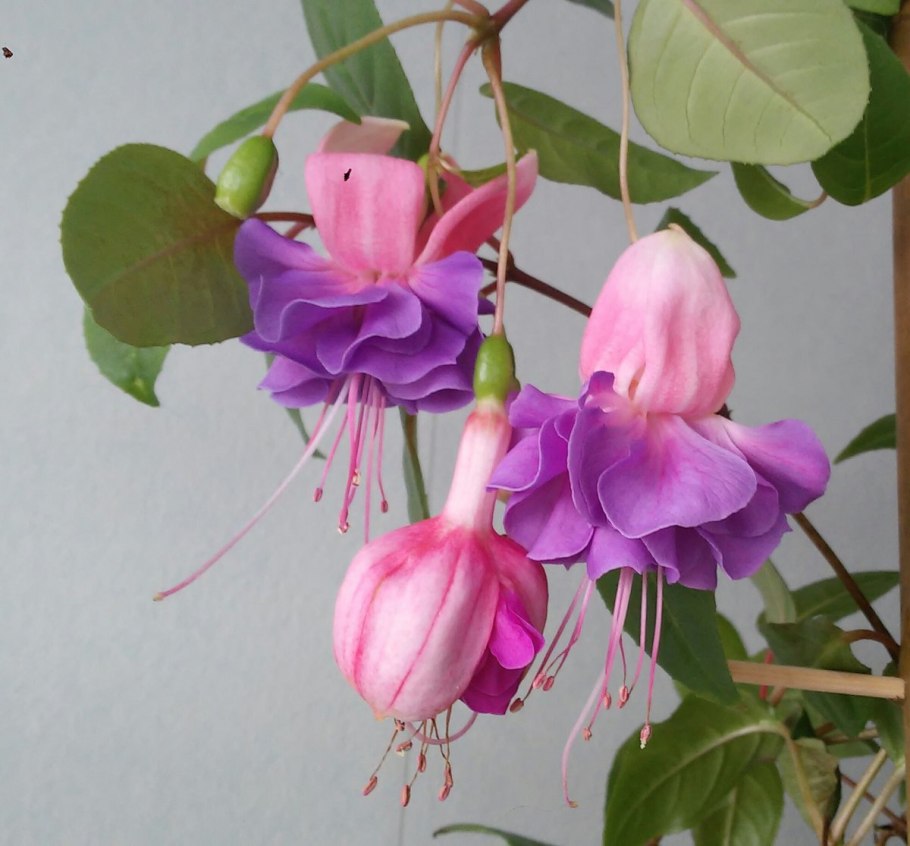 Фуксия Уайт Кинг