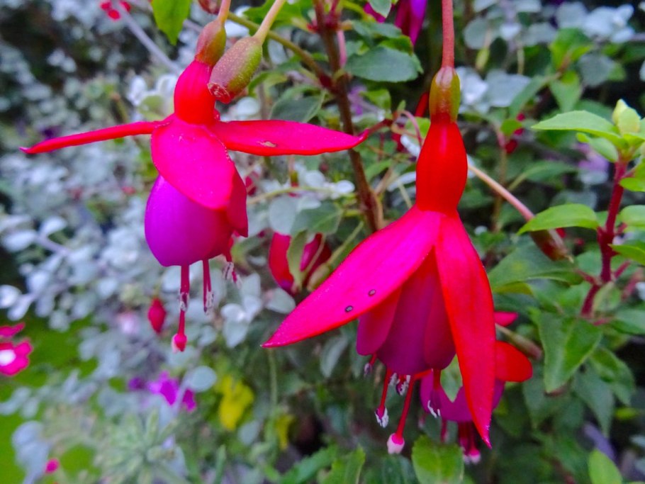 Harry Gray фуксия