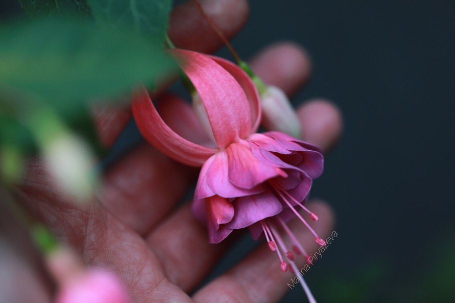 Alice nahon фуксия