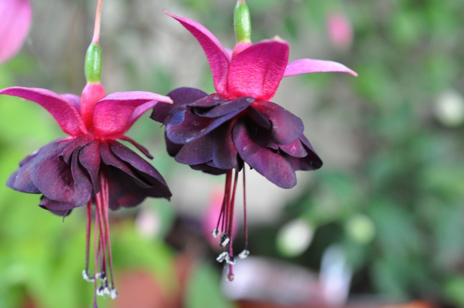 Фуксия White King описание