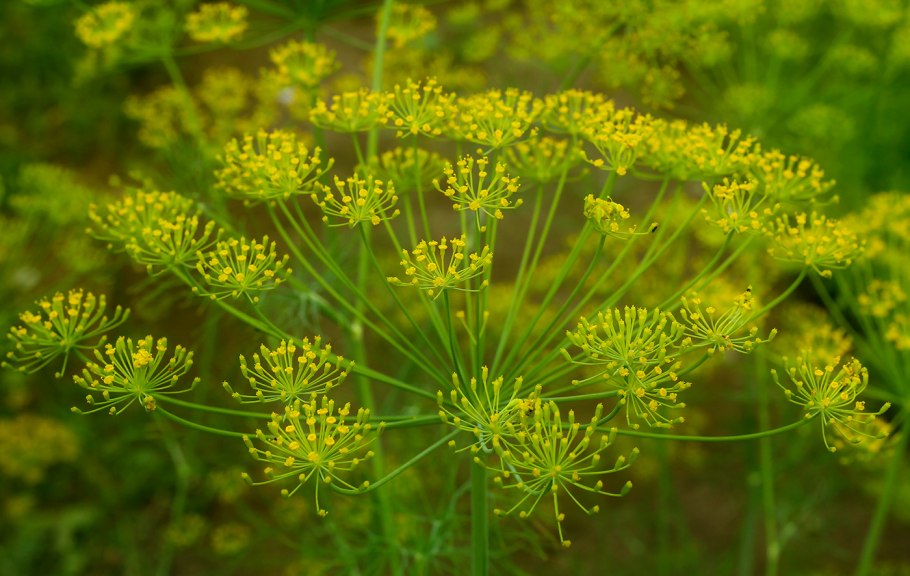 Укроп огородный Anethum graveolens