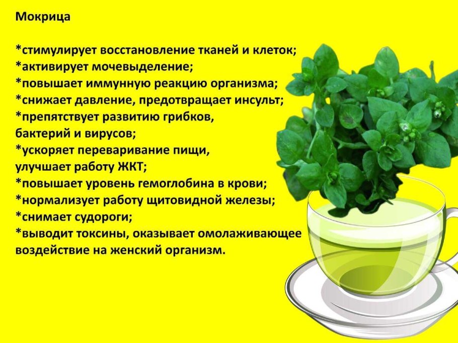 Трава мокрица фото полезные свойства для лица