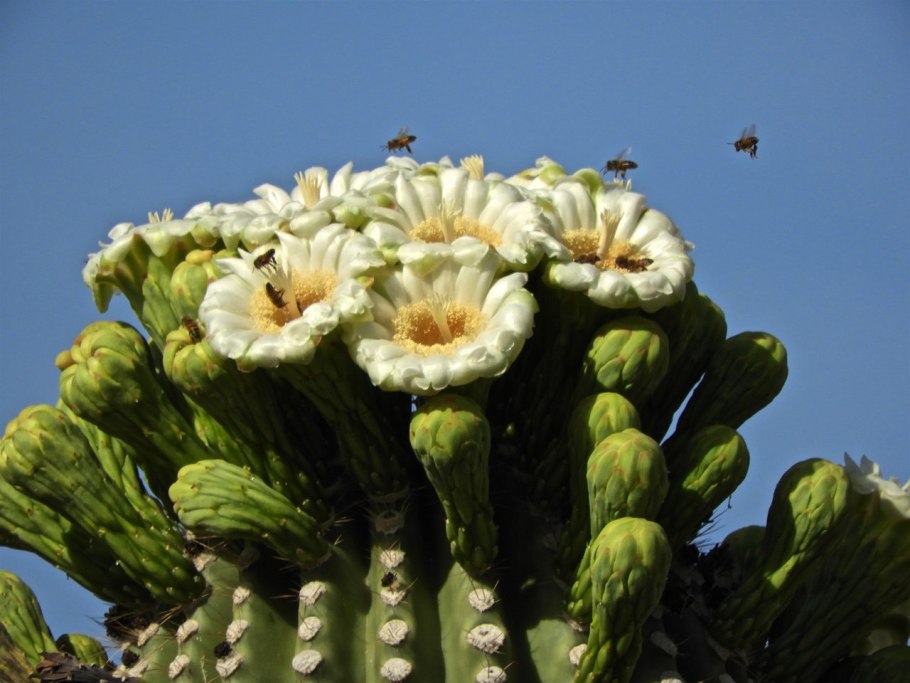 Гигантский Кактус Сагуаро