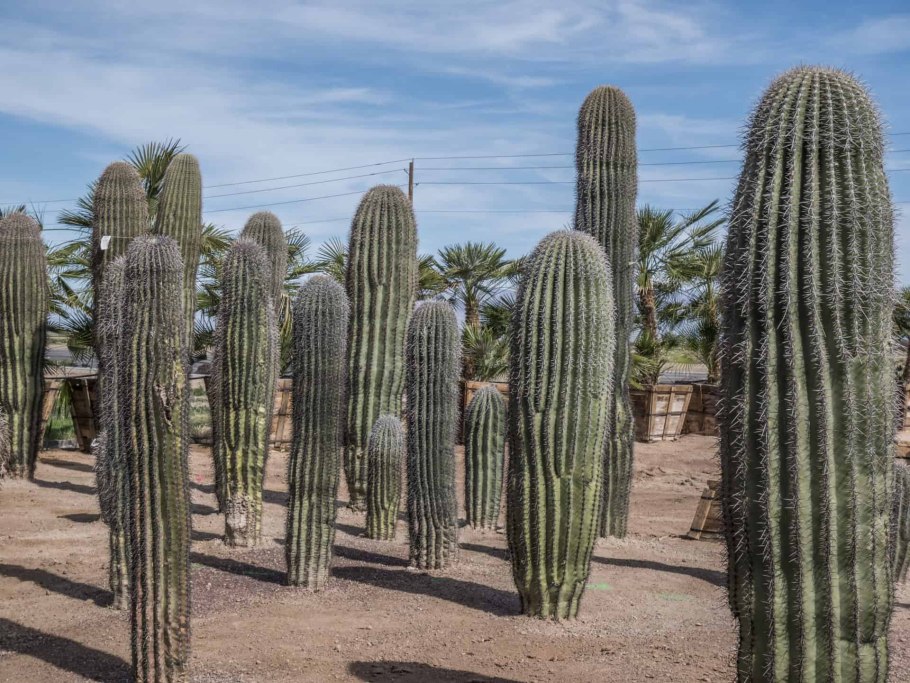 Кактус карнегия