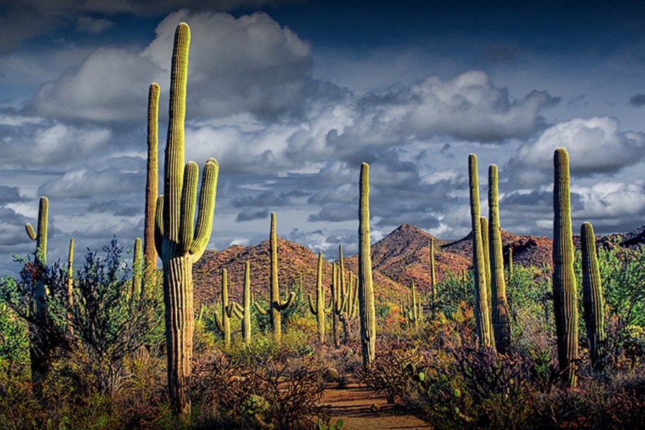 Кактус карнегия Мексика