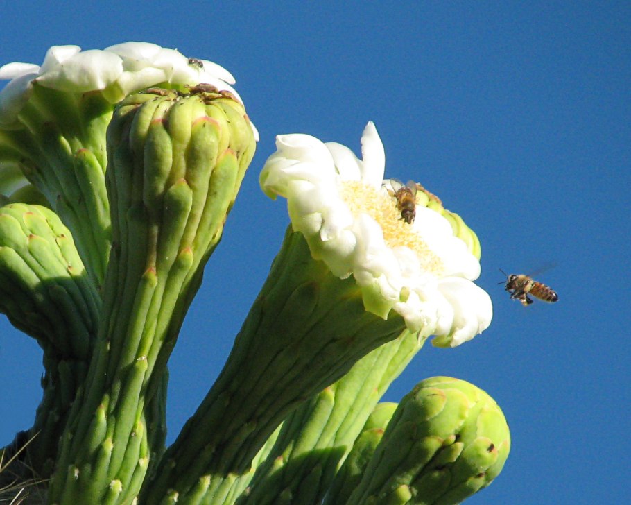 Сагуаро Кактус проект