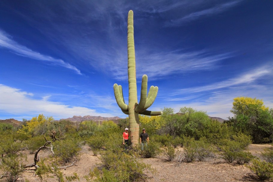 АМОГУС Кактус