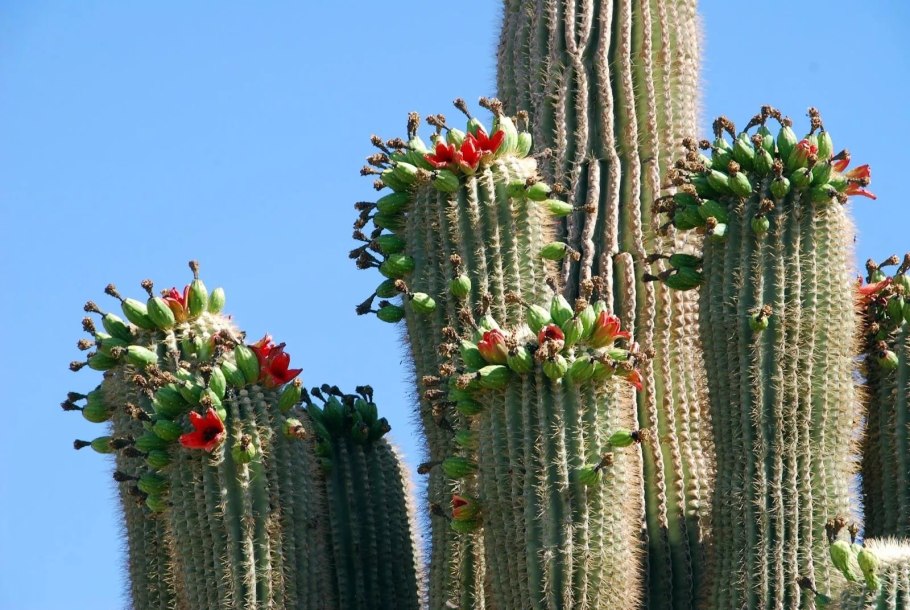 Кактус цереус гигантский