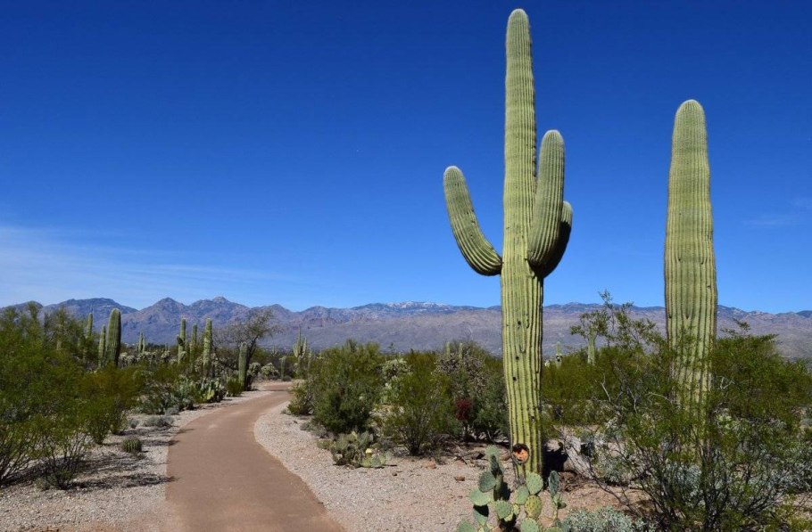 Мексика кактусы Сагуаро