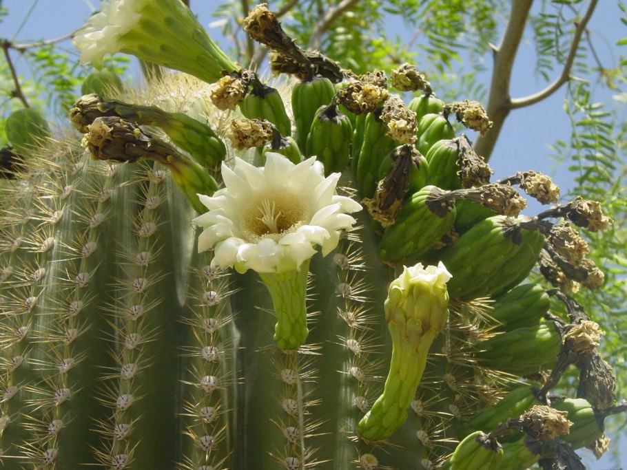 Кактус карнегия