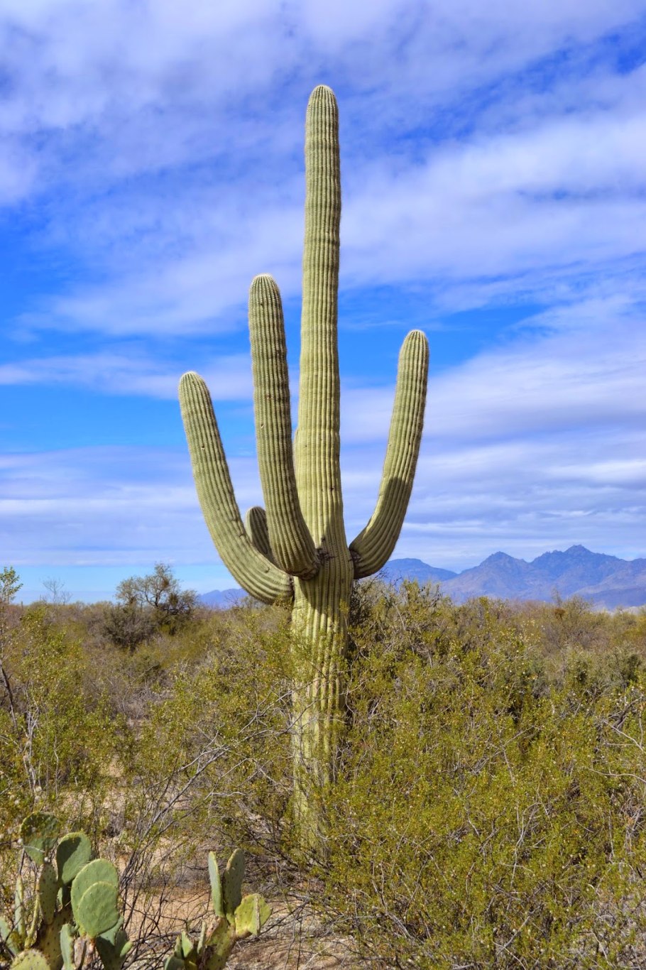 Карнегия цветет
