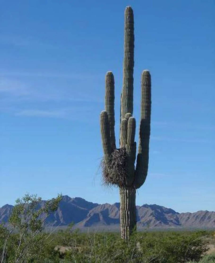 Кактус Сагуаро майнкрафт