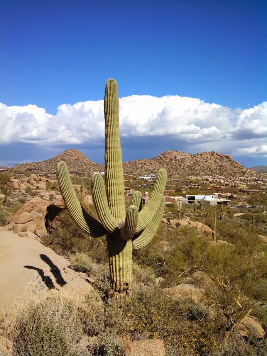 Цветущий Кактус Сагуаро