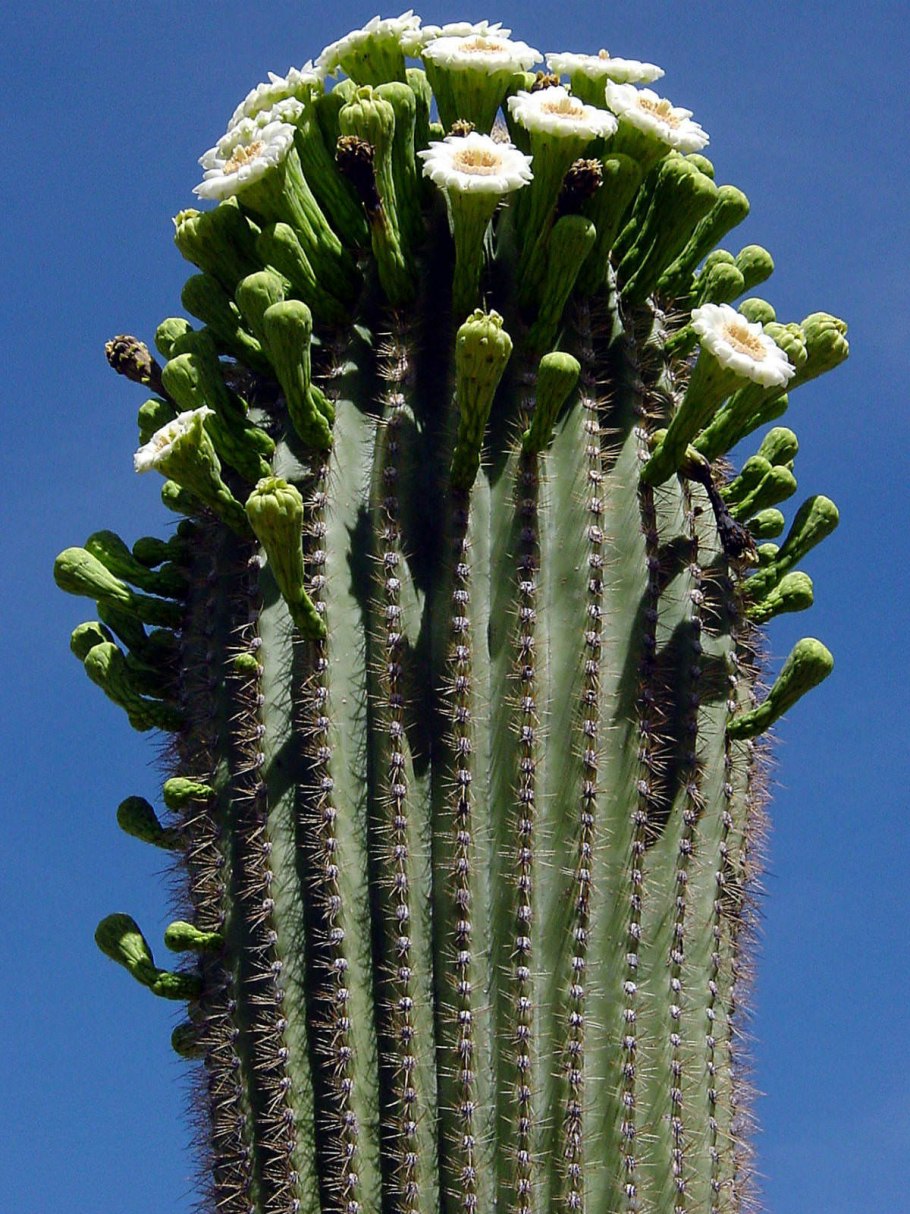 Цереус карнегия