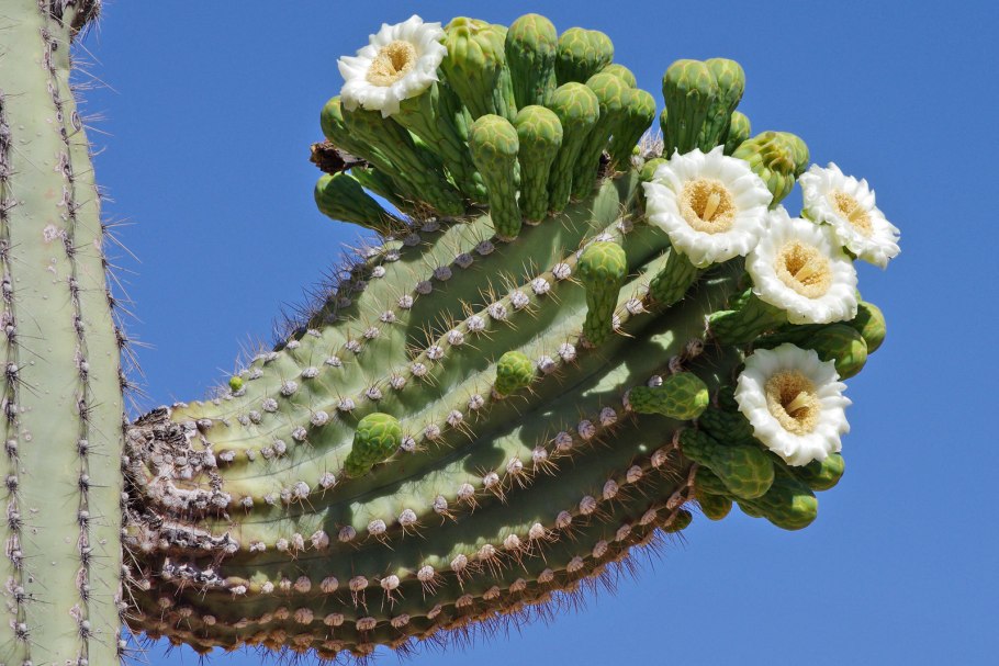 Carnegiea gigantea Кактус