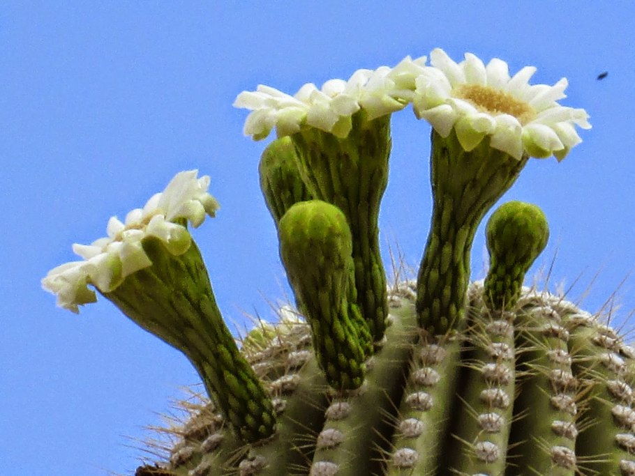 Карнегия гигантская Сагуаро