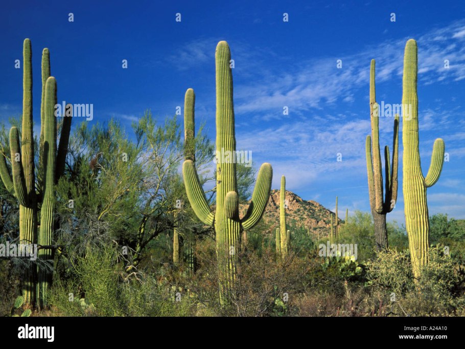 Кактус карнегия Мексика