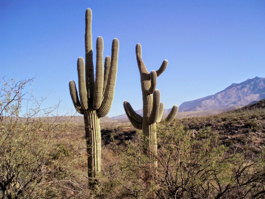 Цветущий Кактус Сагуаро