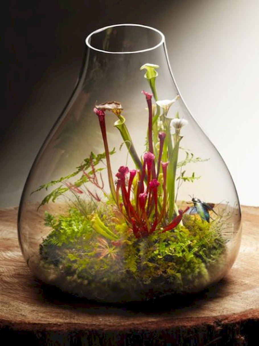 Флорариум плантс