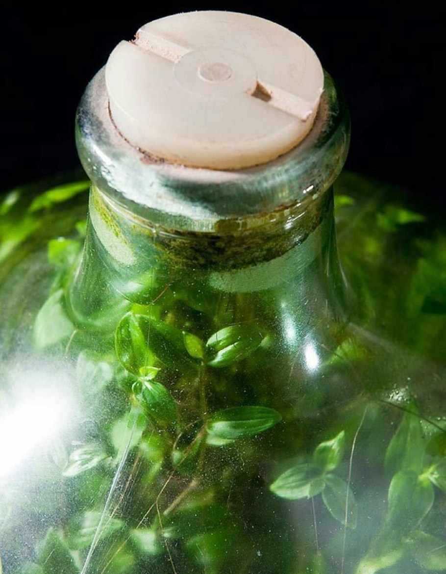 Дэвид Латимер традесканция