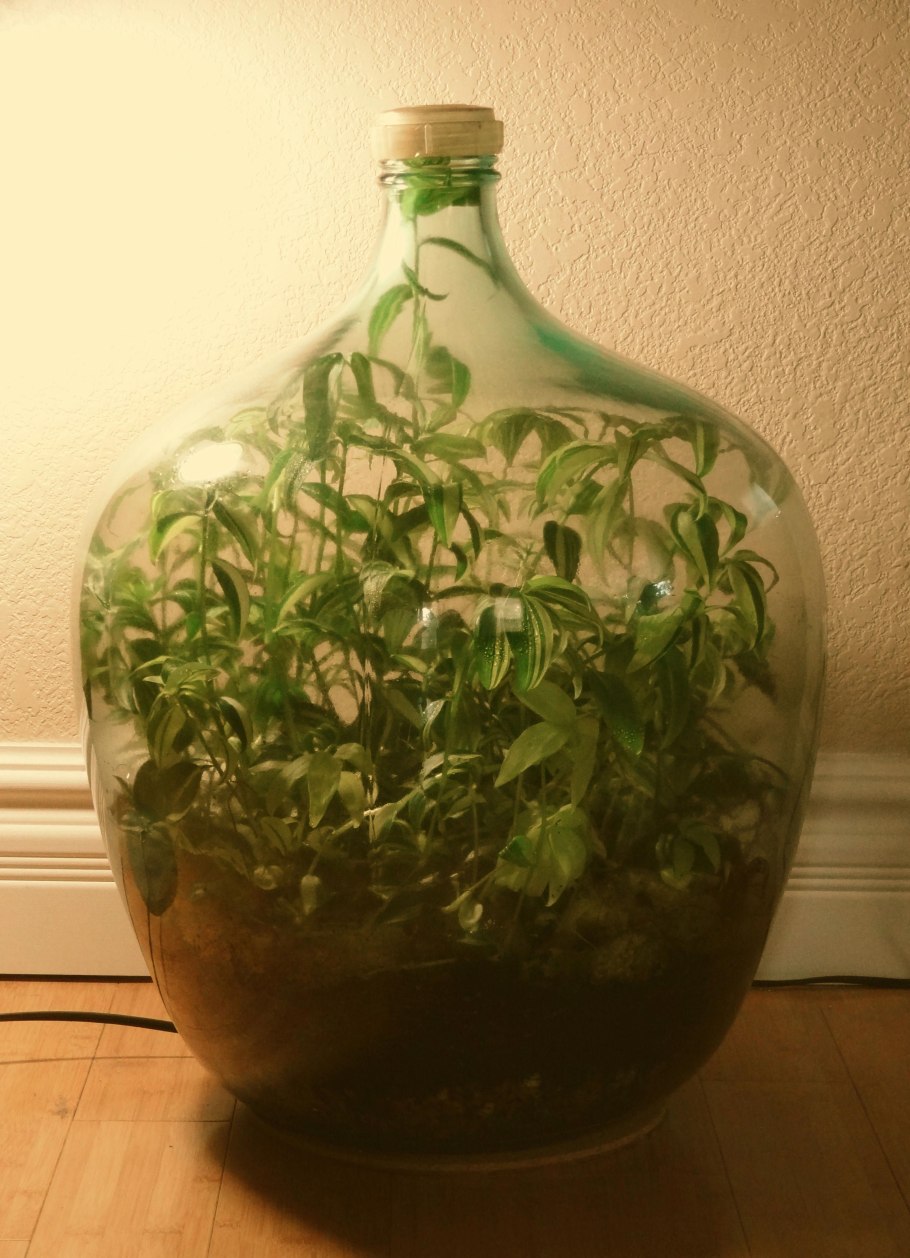 Сад в большой бутылке