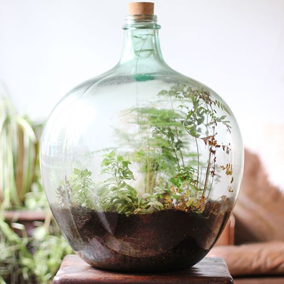 Флорариум Дэвида Латимера