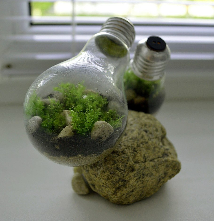 Флорариум экосистема