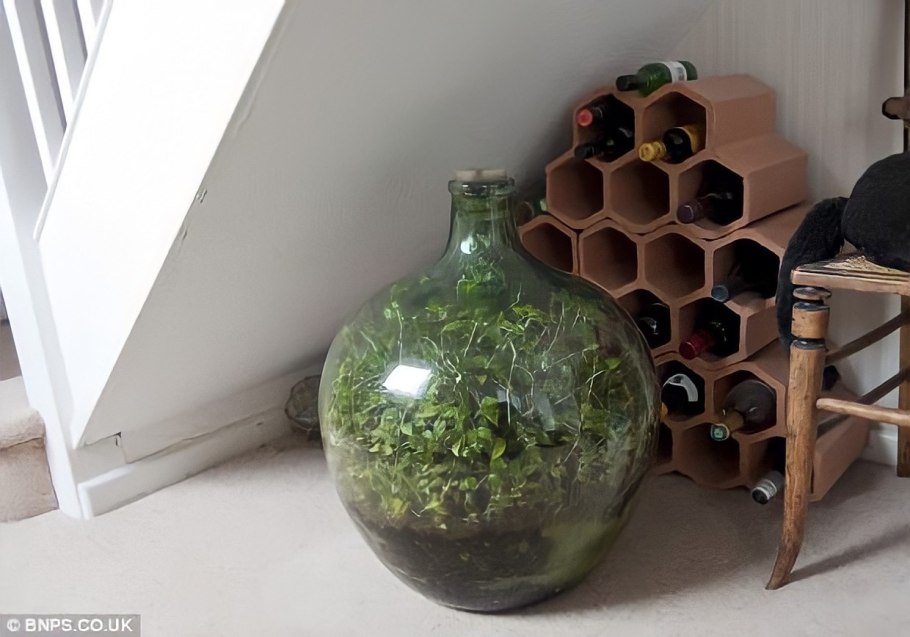 Сад в бутылке Дэвид Латимер